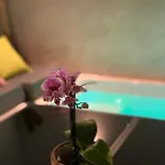 Pintada 57 * 内尔哈